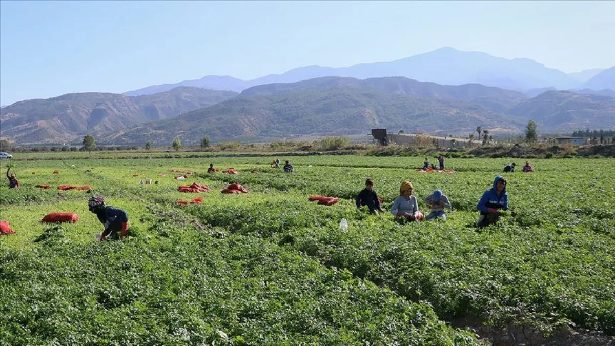 Mevsimlik tarım işçileri için 25 milyon lira kaynak ayrıldı