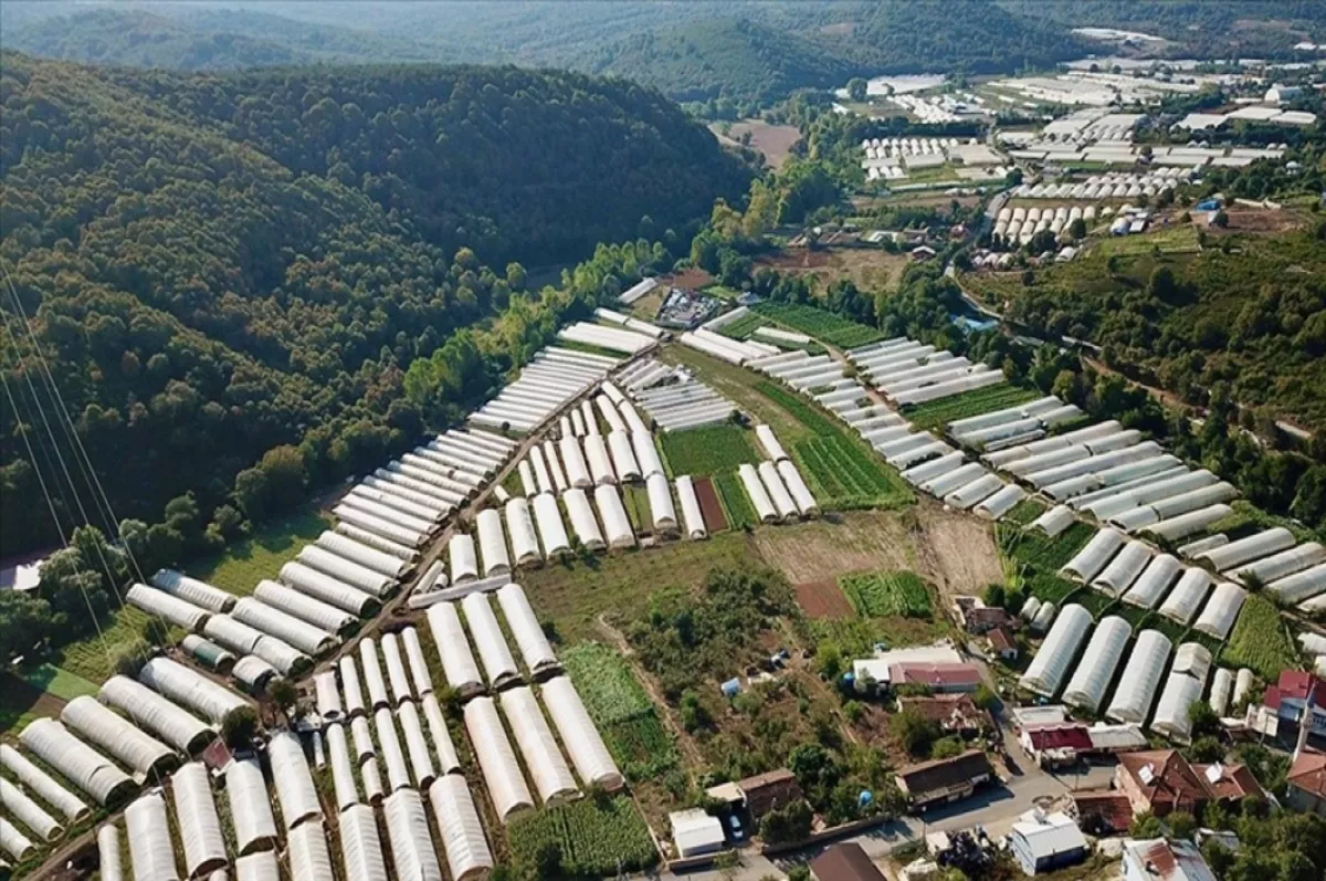 Gebze'deki seralar yaklaşık 2 bin kişiye ekmek kapısı oluyor