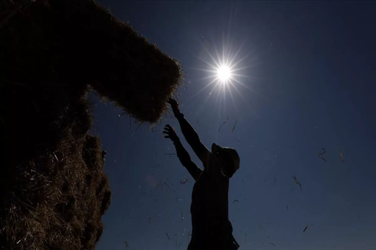 900 milyon çiftçi için sıcaklık stresi alarmı