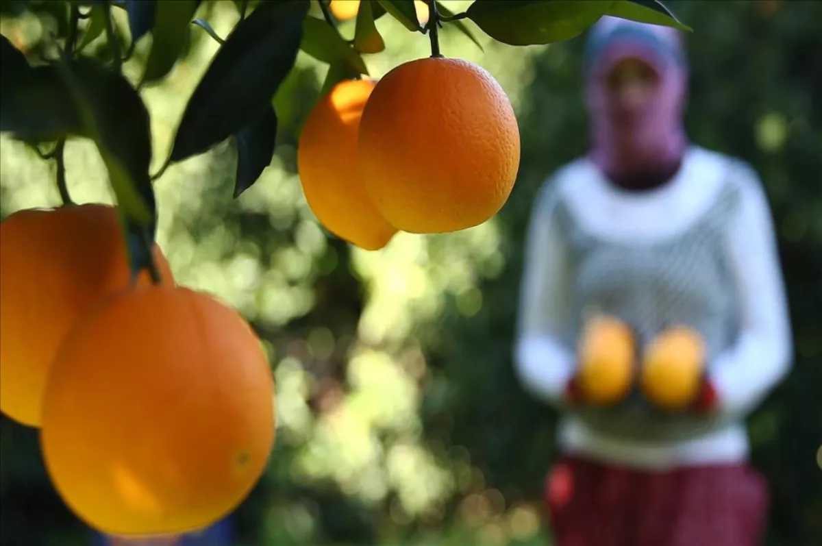 Üretici ve market arasındaki en fazla fiyat farkı yüzde 404.2 ile portakalda