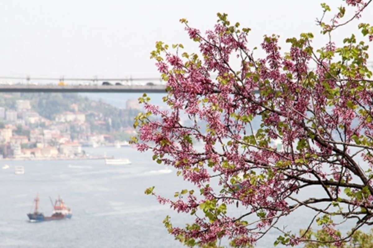 Boğaz’da erguvan zamanı